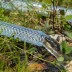 Шланг поливочный прозрачный армированный Palisad 67364 3-х слойный, 3/4&quot;, 25 м купить в Уфе