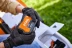Газонокосилка (аккум) STIHL RMA 239.1 до 500м2 AK-System купить в Уфе